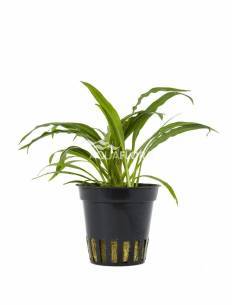 Cryptocoryne alvida (costata) - Aquaflora