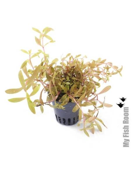 Nesaea pedicellata golden  - Aquaflora