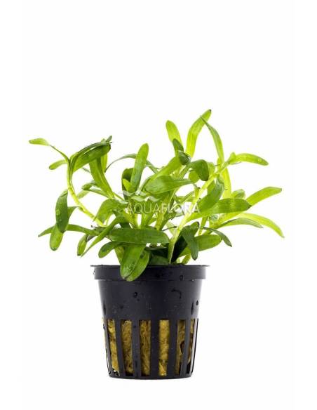 Heteranthera zosterifolia  - Aquaflora