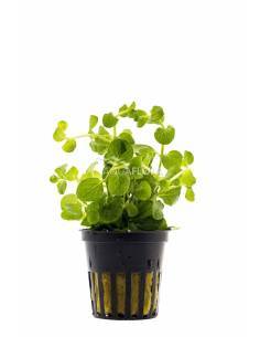 Lysimachia nummularia  - Aquaflora