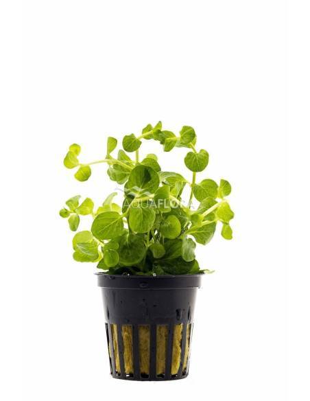 Lysimachia nummularia  - Aquaflora
