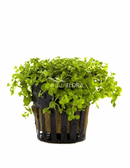 Micranthemum "Montecarlo" - Aquaflora