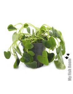 Nymphoides Taiwan  - Aquaflora