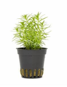 Pogostemon erectus - Aquaflora