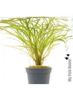 Potamogeton gayi - Aquaflora