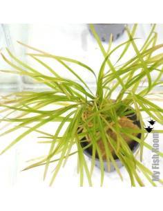 Potamogeton gayi - Aquaflora 2