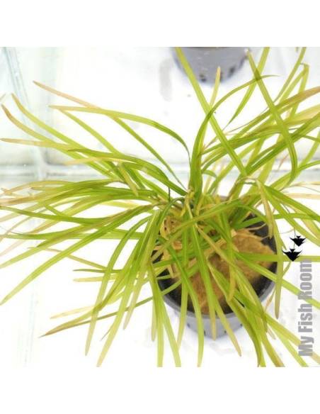 Potamogeton gayi - Aquaflora