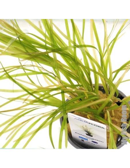 Potamogeton gayi - Aquaflora