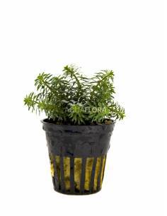 Rotala rotundifolia "H ra"  - Aquaflora