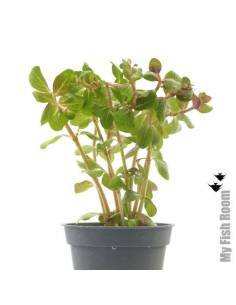 Rotala sp. 'yao yai' - Aquaflora 2