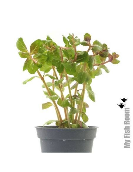 Rotala sp. 'yao yai' - Aquaflora