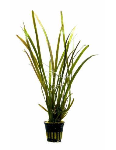 Vallisneria spiralis - Aquaflora