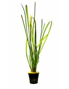 Vallisneria spiralis "Leopard" - Aquaflora