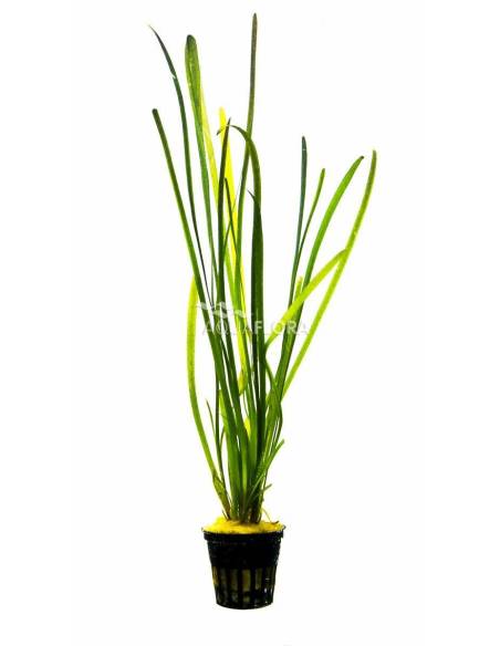 Vallisneria spiralis "Torta" - Aquaflora