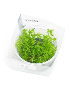 Tonina fluviatilis - Aquaflora - in vitro