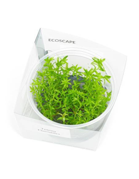 Tonina fluviatilis - Aquaflora - in vitro