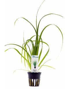 Cyperus helferi  - Aquaflora
