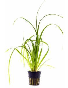 Cyperus helferi  - Aquaflora 2