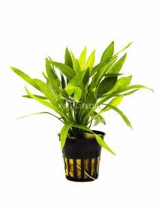 Helanthium bolivianum 'Xingu' - Aquaflora