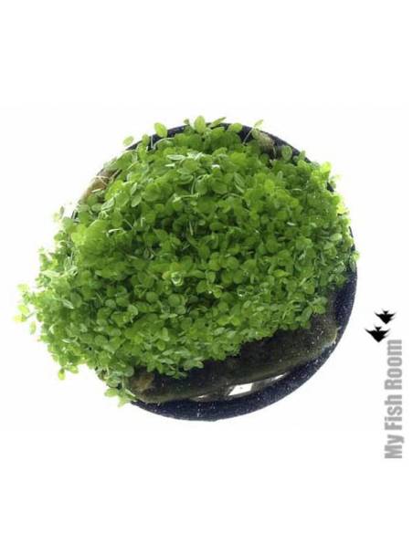 Hemianthus callitrichoides - Aquaflora plantas acuáticas para acuario en maceta