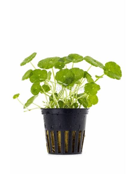 Hydrocotyle verticillata - Aquaflora