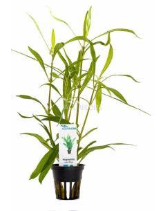 Hygrophila salicifolia - Aquaflora