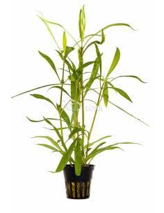 Hygrophila salicifolia - Aquaflora 2