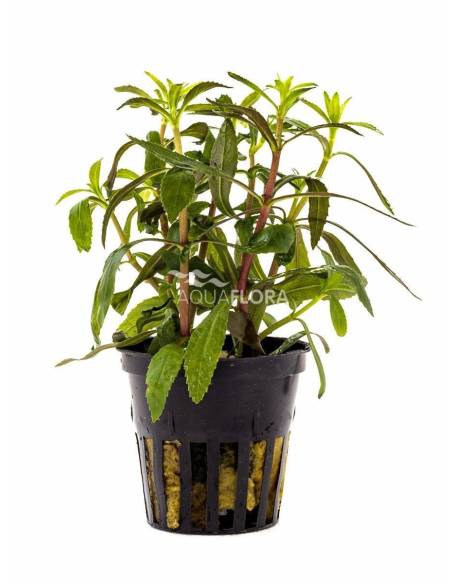 Limnophila aromatica - Aquaflora