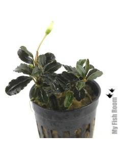 Bucephalandra pygmaea