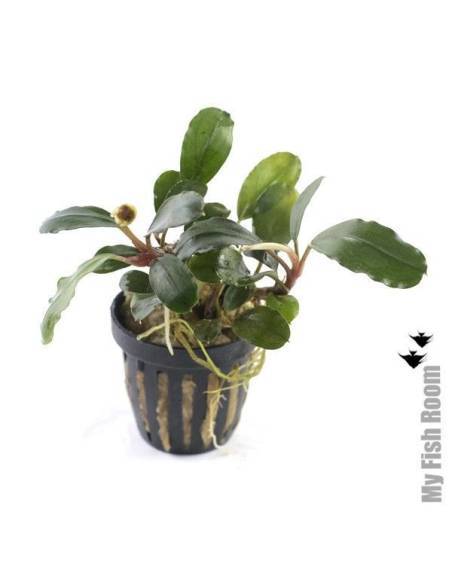 Bucephalandra Aragon