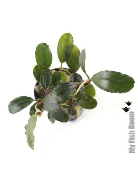 Bucephalandra Aragon