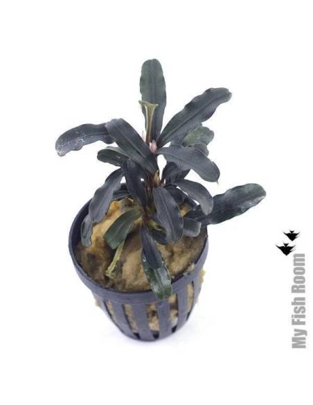 Bucephalandra midnight blue