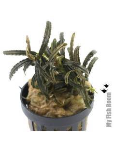 Bucephalandra kota bharu brown