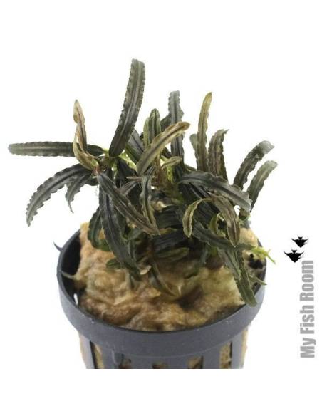 Bucephalandra kota bharu brown