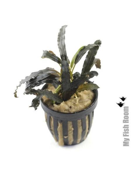 Bucephalandra gaia super red