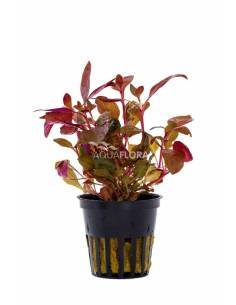 Alternanthera reineckii - Aquaflora 2