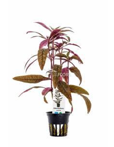 Alternanthera sessilis - Aquaflora