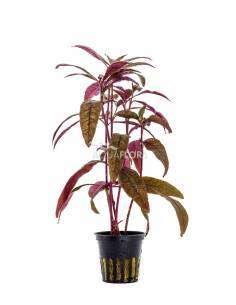 Alternanthera sessilis - Aquaflora 2