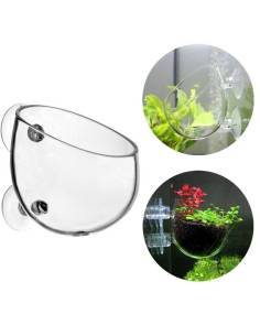Maceta de cristal para esquejado de plantas