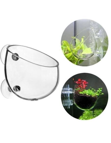 Maceta de cristal para esquejado de plantas