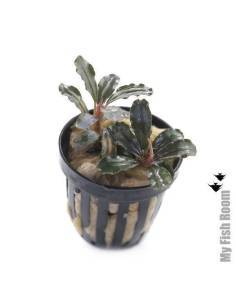 Bucephalandra brownie jade