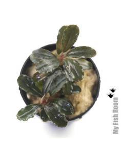 Bucephalandra brownie jade 2