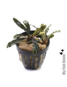 Bucephalandra biblis pink green