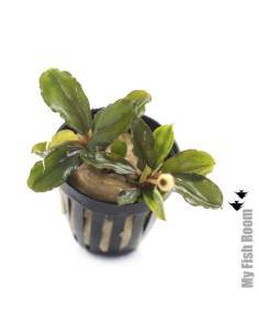Bucephalandra maia red