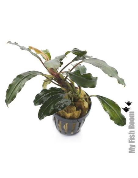 Bucephalandra green tears