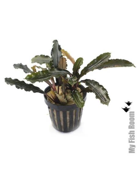 Bucephalandra alamanda V3 dark