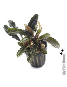 Bucephalandra alamanda V3 dark 2