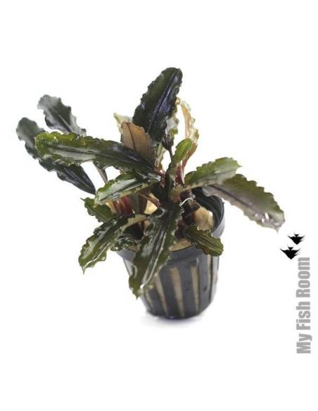 Bucephalandra alamanda V3 dark