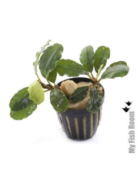 Bucephalandra IO Black