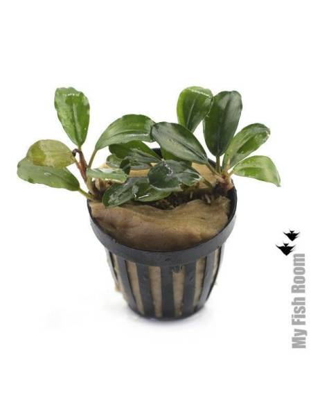 Bucephalandra motleyana blue esmeralda